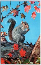 Postcard - Squirrel picture