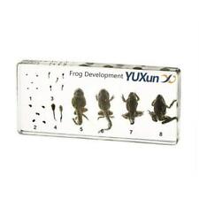 Lifecycle of a Frog Development Paperweight Specimens Paperweight Science Cla... picture