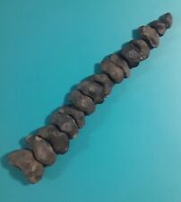 15 Rooted Ptychodus Mortoni Shark Fossil Collection N Mississippi Shell Crusher picture