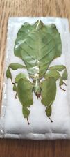 Phyllium pulchrifolium (FEMALE) Real walking leaf stick bug green indonesian... picture