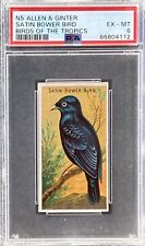 1889 N5 Allen & Ginter Birds Of The Tropics SATIN BOWER BIRD PSA 6 EX-MT picture