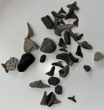 Shark Teeth Miocene and Pliocene marine fossils Collection C picture