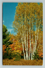 Drummond Island MI-Michigan, Clump White Birch, Vintage Postcard picture