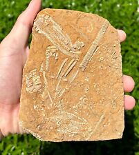NICE Fossil Crinoid MULTI PLATE Oklahomacrinus Aphelecrinus Alabama Bangor Fm picture