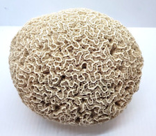 Large Vintage Natural White Brain Coral 8”x 7” 3.5 Lbs. Beautiful picture