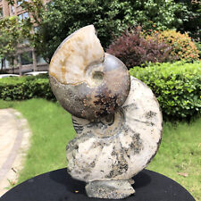 5.25LB Natural ammonite fossil conch cluster crystal specimens healed HH1526 picture