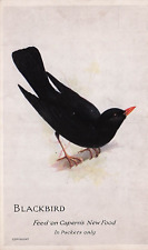 Postcard Vin (1) Blackbird/Capern's Bird Foods/Packets only(Ad) UP (#287) picture