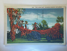 Florida, FL, The Flame Vine, 1900’s Vintage Postcard Bignonia Venusta PA1 picture