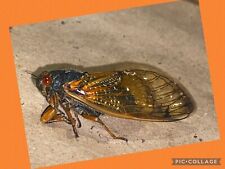 👒 2024 Brood 17yr Cicada XIX Specimen~ Alabama picture