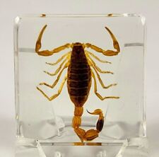 38mm Golden Scorpion in Clear Lucite Resin Science Education Collection Specimen picture