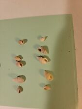 Lot Of 10 Hand Picked Nassarius Trivittatus Shells picture