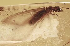 Large WINGED TERMITE Isoptera Fossil Genuine BALTIC AMBER 1 + HQ Pic 230427 picture