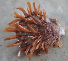 spondylus butleri 70mm Caught in 50meters deep Siargao island  (211 March 2024 picture