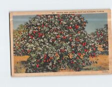Postcard Orange Tree Showing Fruit & Blossoms Florida USA picture