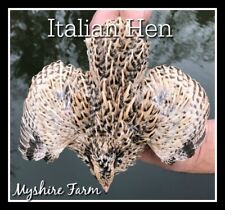 110+ GOLD Coturnix Hatching Eggs By Myshire Includes Italian/ Golden Manchurian picture