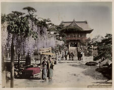 c.1880's PHOTO - JAPAN WISTERIA KAMEIDO TOKYO picture