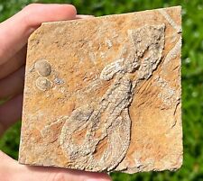 DOUBLE Fossil Crinoids in Matrix Rhopocrinus Phacelocrinus Bangor Limestone picture