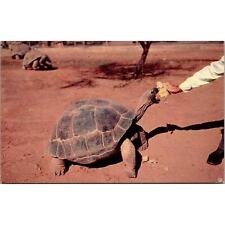 Giant Tortoise Galapagos Islands Vintage Postcard 3.5