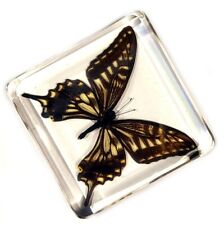 75mm Real Asian Swallowtail Butterfly in Clear Lucite Science Education Specimen picture
