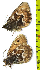 Satyridae, Oeneis urda urda  2m A1, E. Russia  (S. Siberia) picture