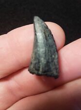 Nice Plioplatecarpus Sp. Fossil Mosasaur tooth  N Mississippi Eutaw  picture