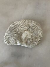 Texas Ammonite Cretaceous Fossil 4.0” picture