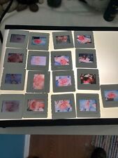 13 vintage veterinary surgery medical slides - gross yucky science picture