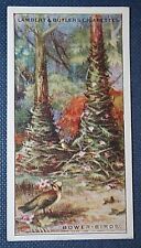 BOWER BIRD NEST    Vintage Illustrated Card  FD20 picture