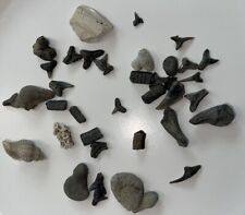 Shark Teeth Miocene and Pliocene marine fossils Collection A picture