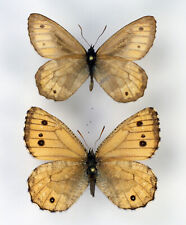 Oeneis norna altaica pair (Satyridae) picture