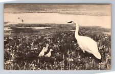 Denver CO-Colorado, Whistling Swan On Alaskan Tundra, Antique, Vintage Postcard picture