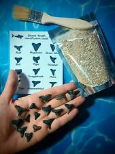 Venice Beach Sharks Teeth Hunt Kit Lots Of Nice Real Fossil Teeth  picture