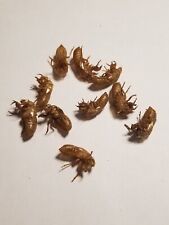 10 Handpicked Cicada Shells from the 2024 Brood Emergence Exoskeleton Husk  picture