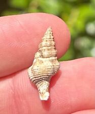 Texas Fossil Gastropod Latirus moorei Eocene Age Cook Mountain Formation Shell picture