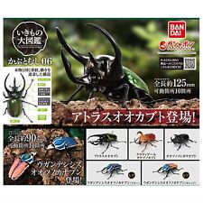 Illustrated encyclopedia of creatures Beetle 06 x all 5 types set full complete picture