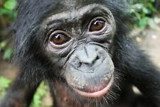 BONOBO CHIMPANZEE VERY RARE NEVER SEEN PHOTOS 4 PHOTOS 6 X 4 MUST FOR COLLECTORS picture