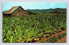 Vintage c1966 Scenic Farm Tobacco Ready For Harvest Postcard picture