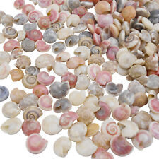 Lot of 200 Tiny Swirl Conch Snail Shells DIY Crafting Nautical Decor 4 - 12 mm picture