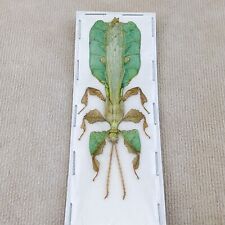 O63m Leaf Mimic P male  specimen bug insect oddities curiosities collectible picture