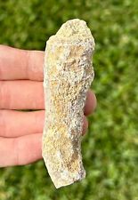 Texas Fossil Horn Coral BIG 3.35” Caninia sp. Pennsylvanian Trilobite Age picture