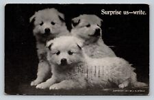 1911 Puppy Dogs - Surprise Us & Write NICE Message On The Back ANTIQUE Postcard picture