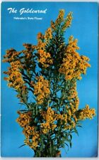 Postcard - The Goldenrod, Nebraska's State Flower picture