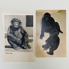 Lot of 2 Vintage Monkey Postcards - Baby Gorilla's San Diego Zoo - Bonobo Chimp picture
