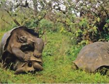Giant Tortoises Mating picture