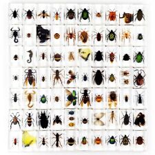 50 Pcs Insect in Resin Specimen For Educational Bugs Collection Real Insect Gift picture