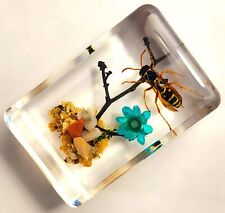 44mm Real Asian Hornet on Brazil Star Flower in Crystal Clear Lucite Resin Ga... picture