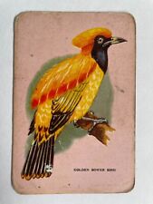 Golden Bower Bird Artist Painting Vintage Rare Estate Retro Woolworths Swap Card picture