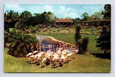 Parrot Jungle Flamingos Miami Florida FL Chrome Postcard picture