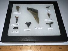 Megalodon Era Shark Teeth Collection Framed Labeled Shark Tooth Lot picture