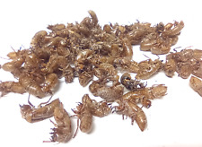 Cicada Shell Lot Periodical Brood Insect Specimen Husk Molt Collection Biology picture